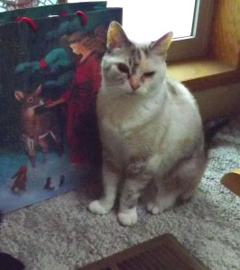 My dear kitty for 14 years